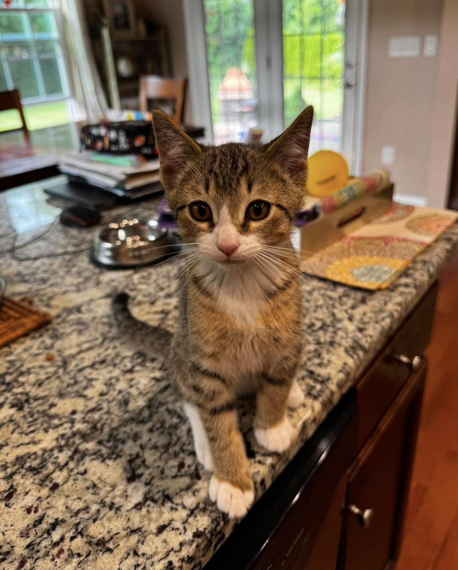 Jackson, an adopted Domestic Short Hair in Rochester , NY image 4/6
