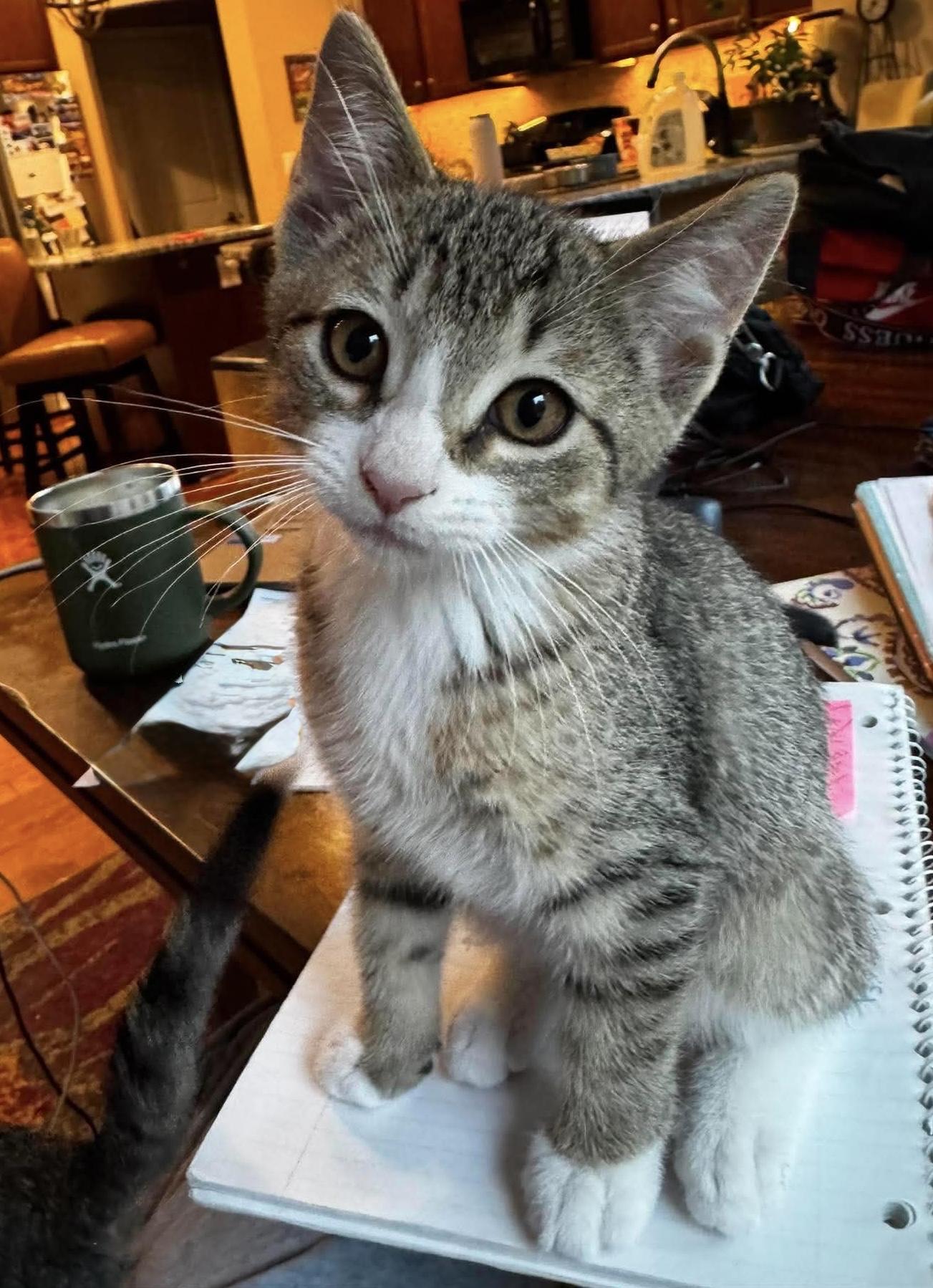 Jackson, an adopted Domestic Short Hair in Rochester , NY image 2/6