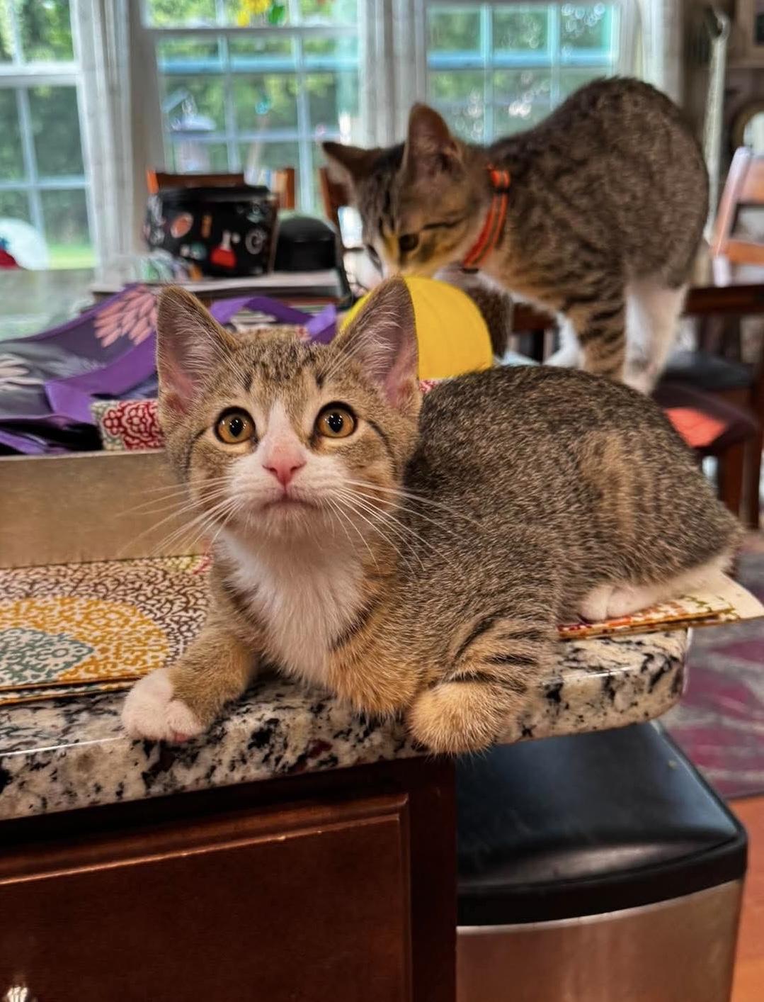 Jackson, an adopted Domestic Short Hair in Rochester , NY image 6/6