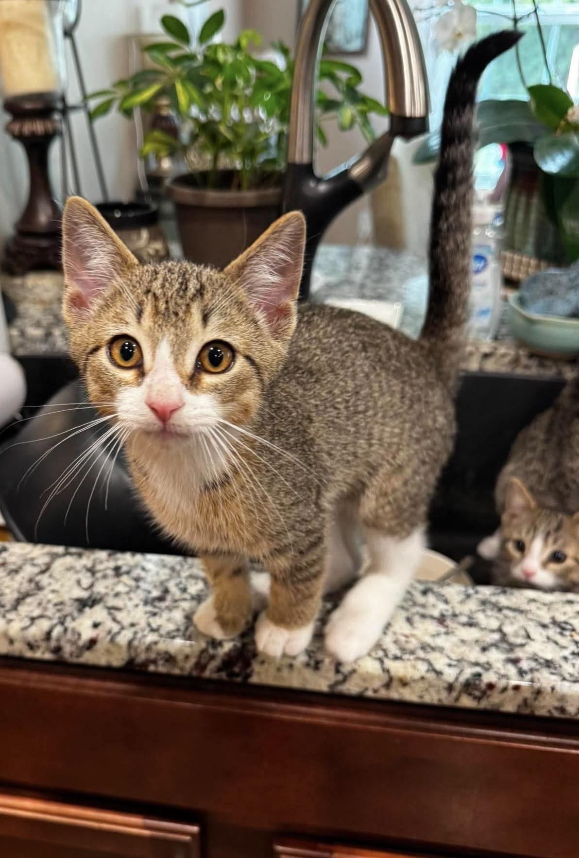 Jackson, an adopted Domestic Short Hair in Rochester , NY image 3/6