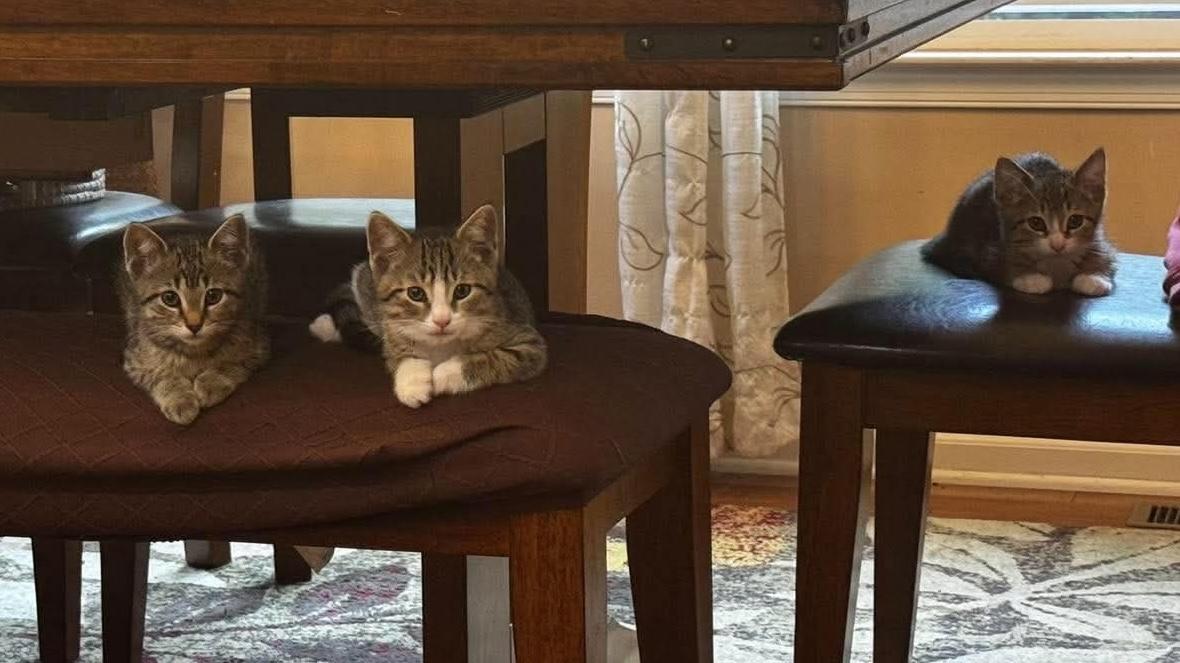 Jackson, an adopted Domestic Short Hair in Rochester , NY image 5/6