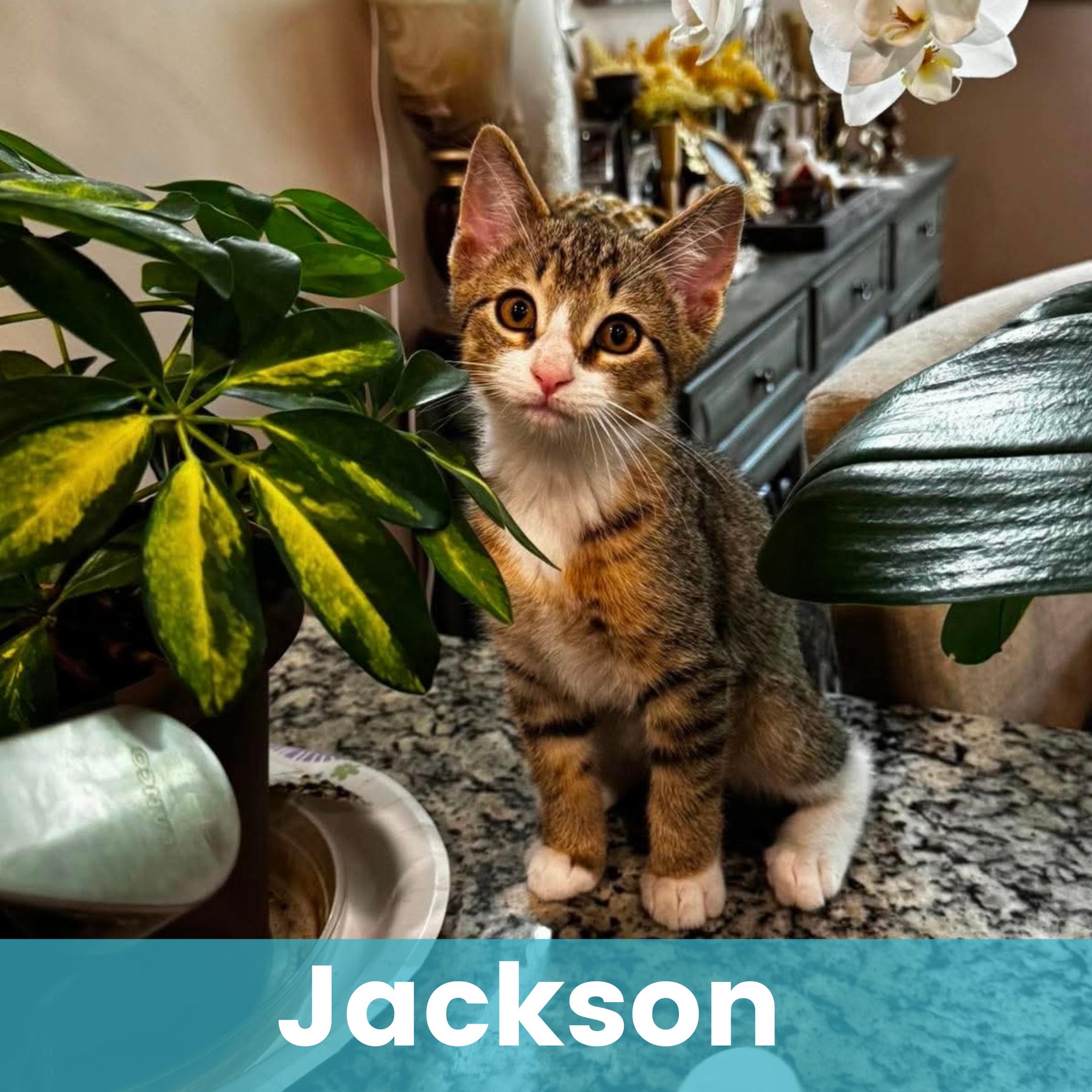Jackson, adopted, Kitten Male Domestic Short Hair.