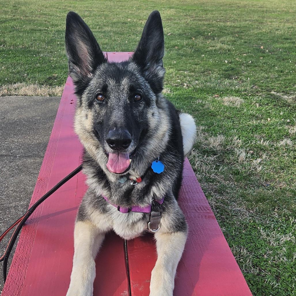 Enlarge Marley, a Adoptable German Shepherd Dog in Shawnee, KS image 1/6
