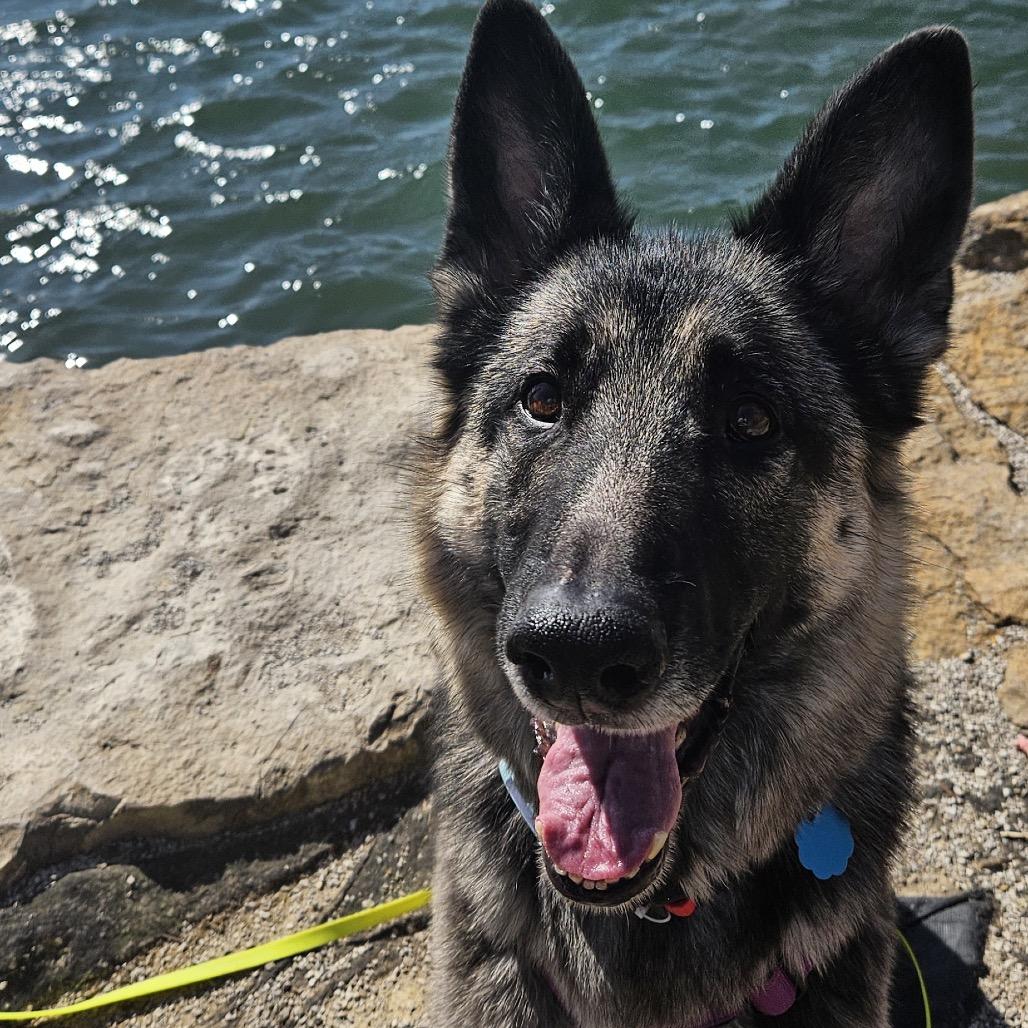 Enlarge Marley, a Adoptable German Shepherd Dog in Shawnee, KS image 2/6