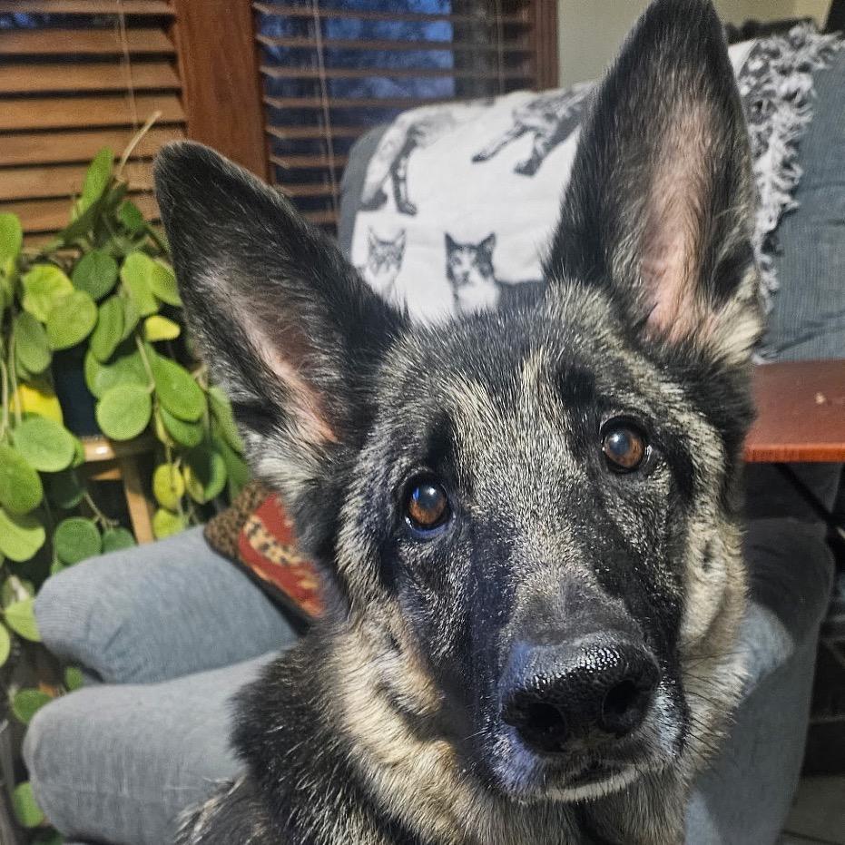 Enlarge Marley, a Adoptable German Shepherd Dog in Shawnee, KS image 3/6