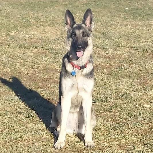 Enlarge Marley, a Adoptable German Shepherd Dog in Shawnee, KS image 4/6