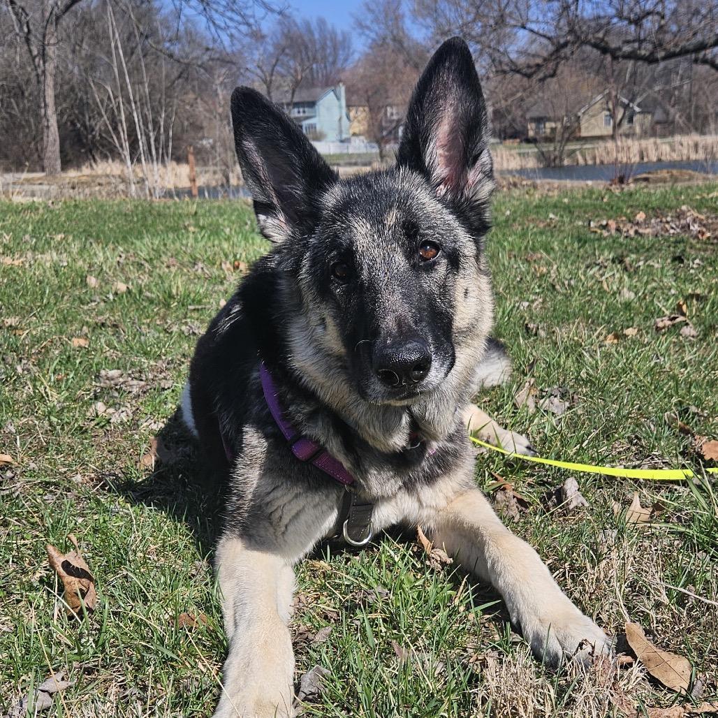 Enlarge Marley, a Adoptable German Shepherd Dog in Shawnee, KS image 5/6