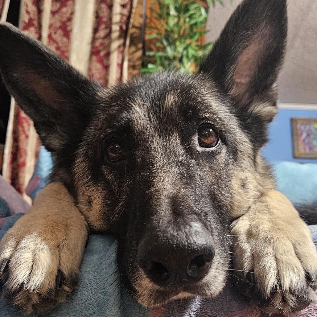 Enlarge Marley, a Adoptable German Shepherd Dog in Shawnee, KS image 6/6