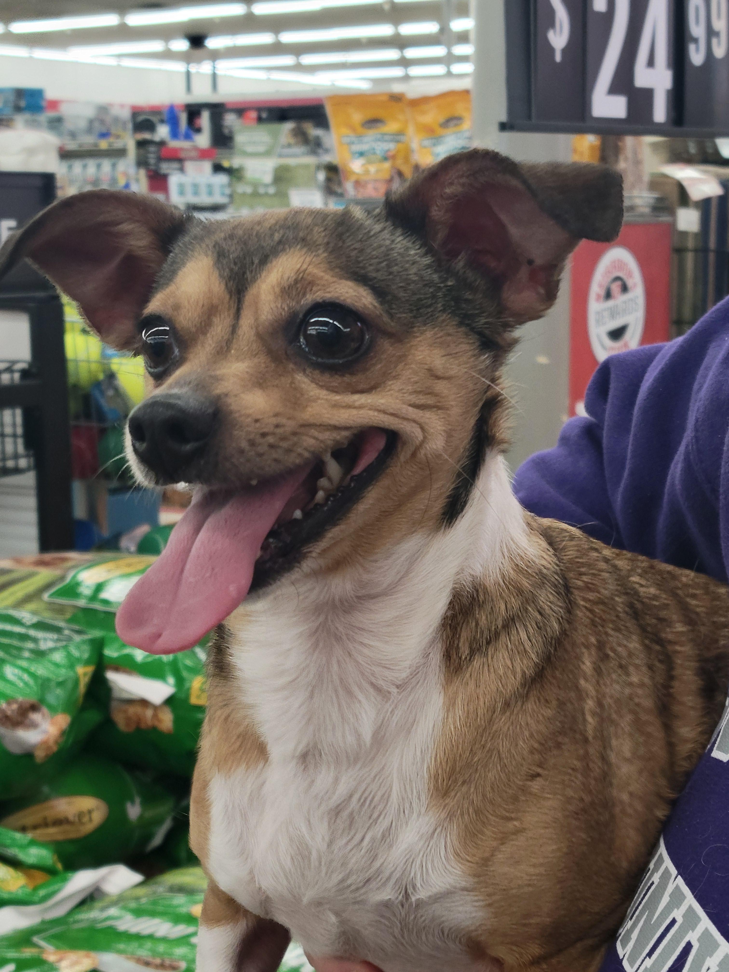 Enlarge Junie, a Adoptable mixed breed in Rocky Mount, NC image 2/3