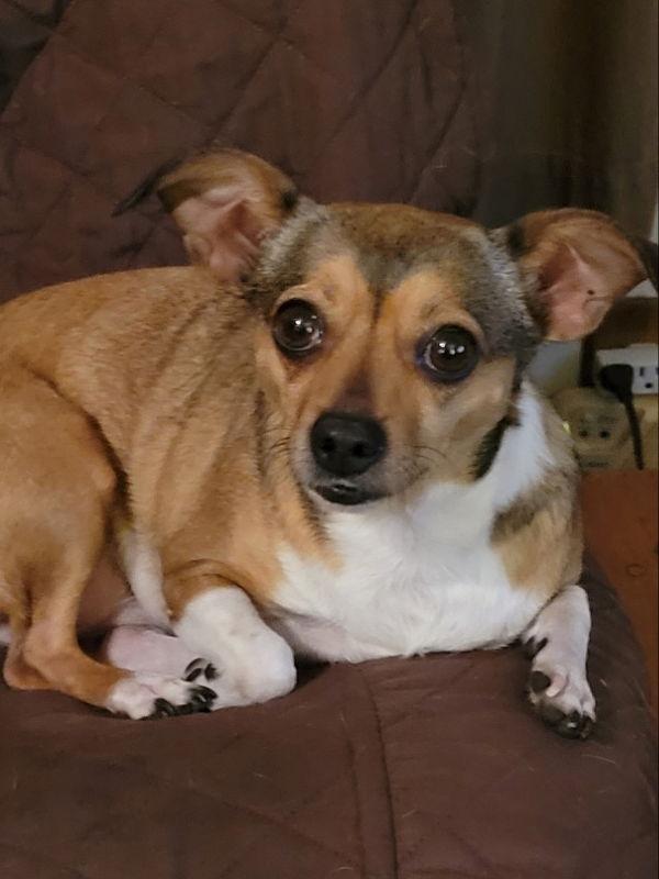 Enlarge Junie, a Adoptable mixed breed in Rocky Mount, NC image 3/3