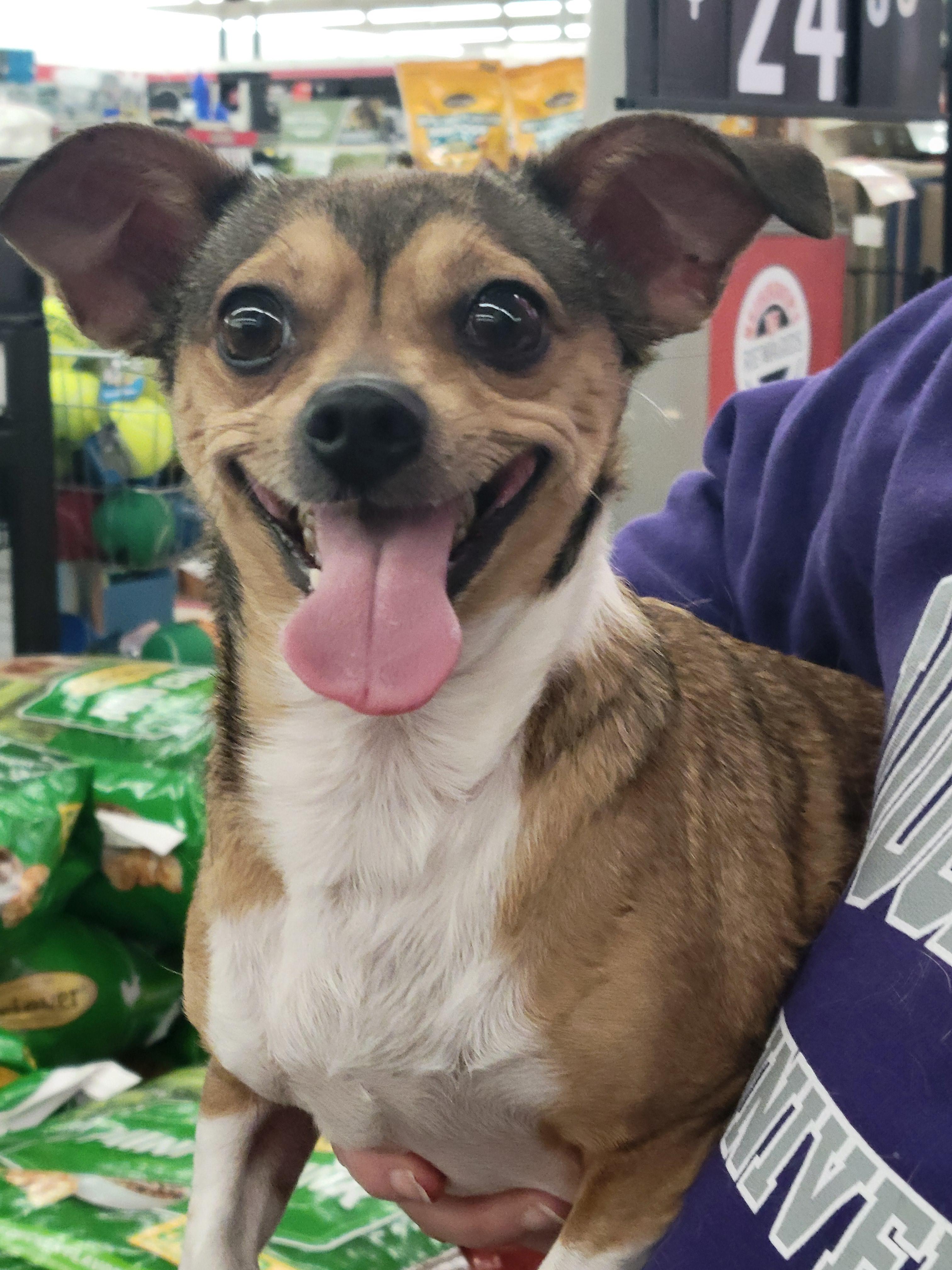 Junie, Adoptable, Adult Female Chihuahua & Dachshund.