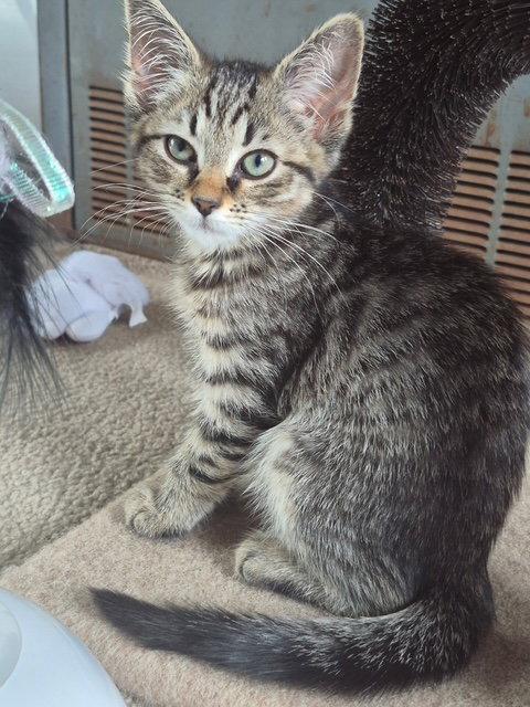 Enlarge C317 Litter Cotton, a Adopted mixed breed in Livonia, MI image 1/3