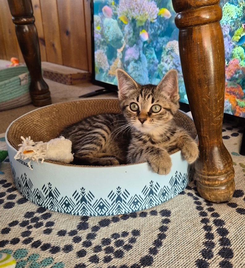 Enlarge C317 Litter Cotton, a Adopted mixed breed in Livonia, MI image 2/3