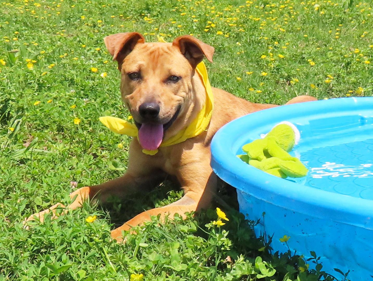 Kali, an adoptable Black Mouth Cur in St. Cloud, MN, 56301 | Photo Image 2
