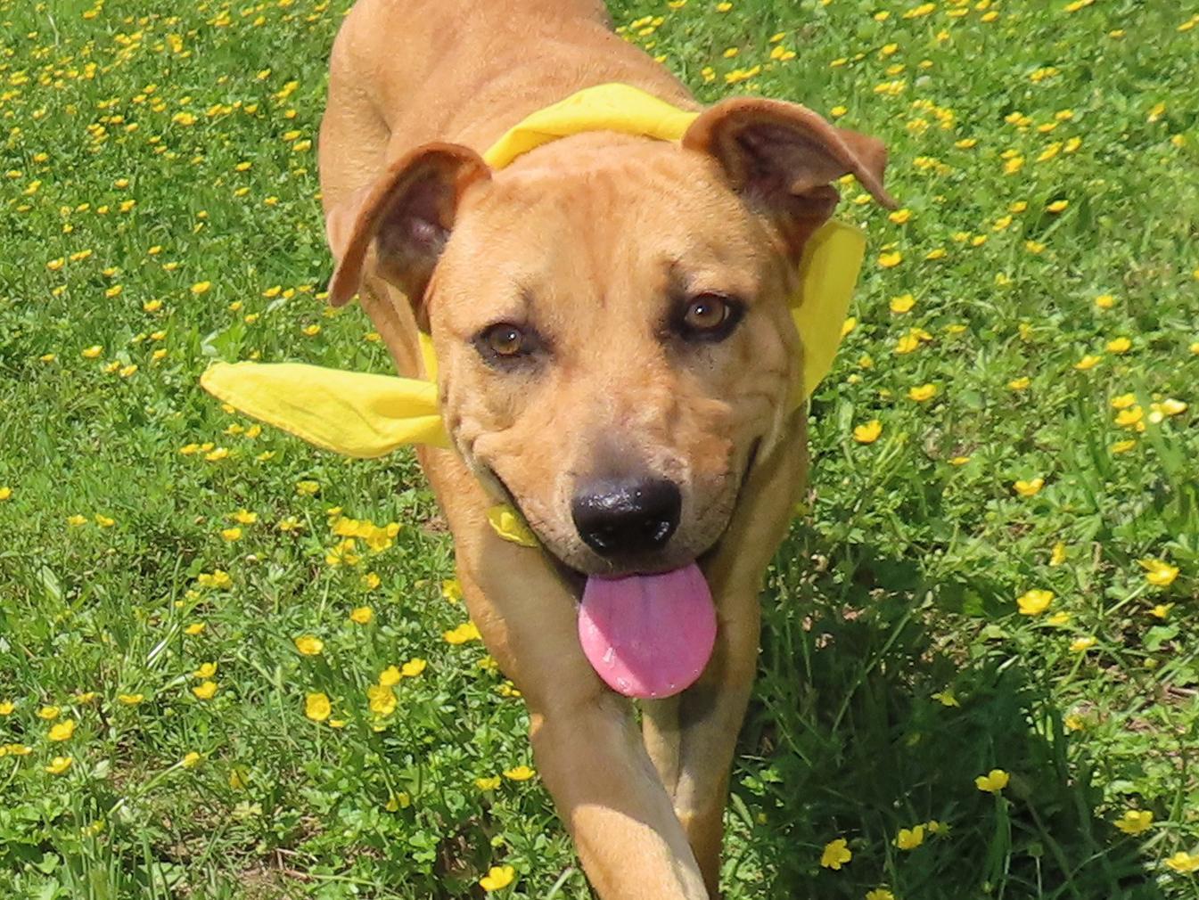 Kali, Young Female Black Mouth Cur