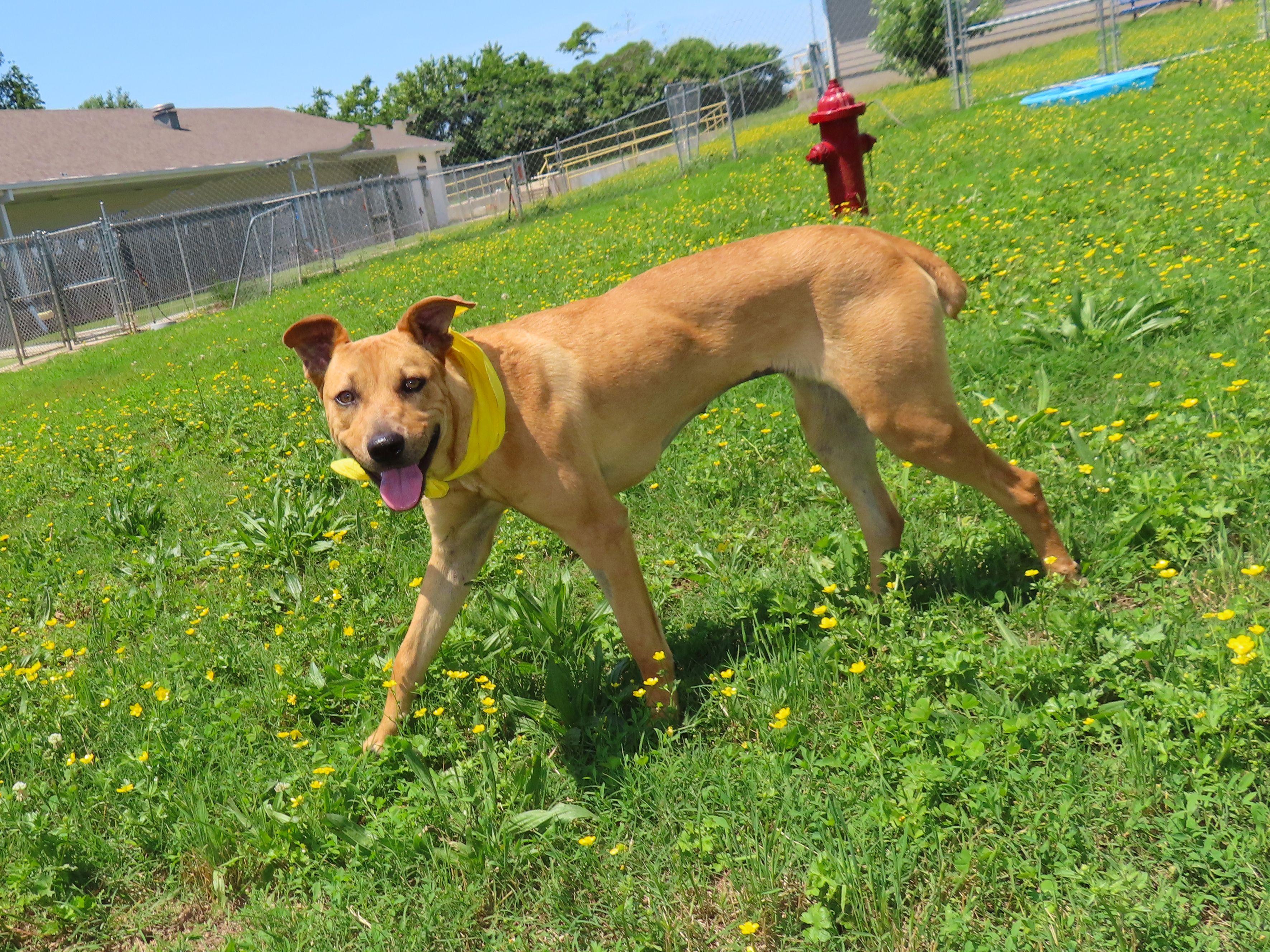 Kali, an adoptable Black Mouth Cur in St. Cloud, MN, 56301 | Photo Image 4