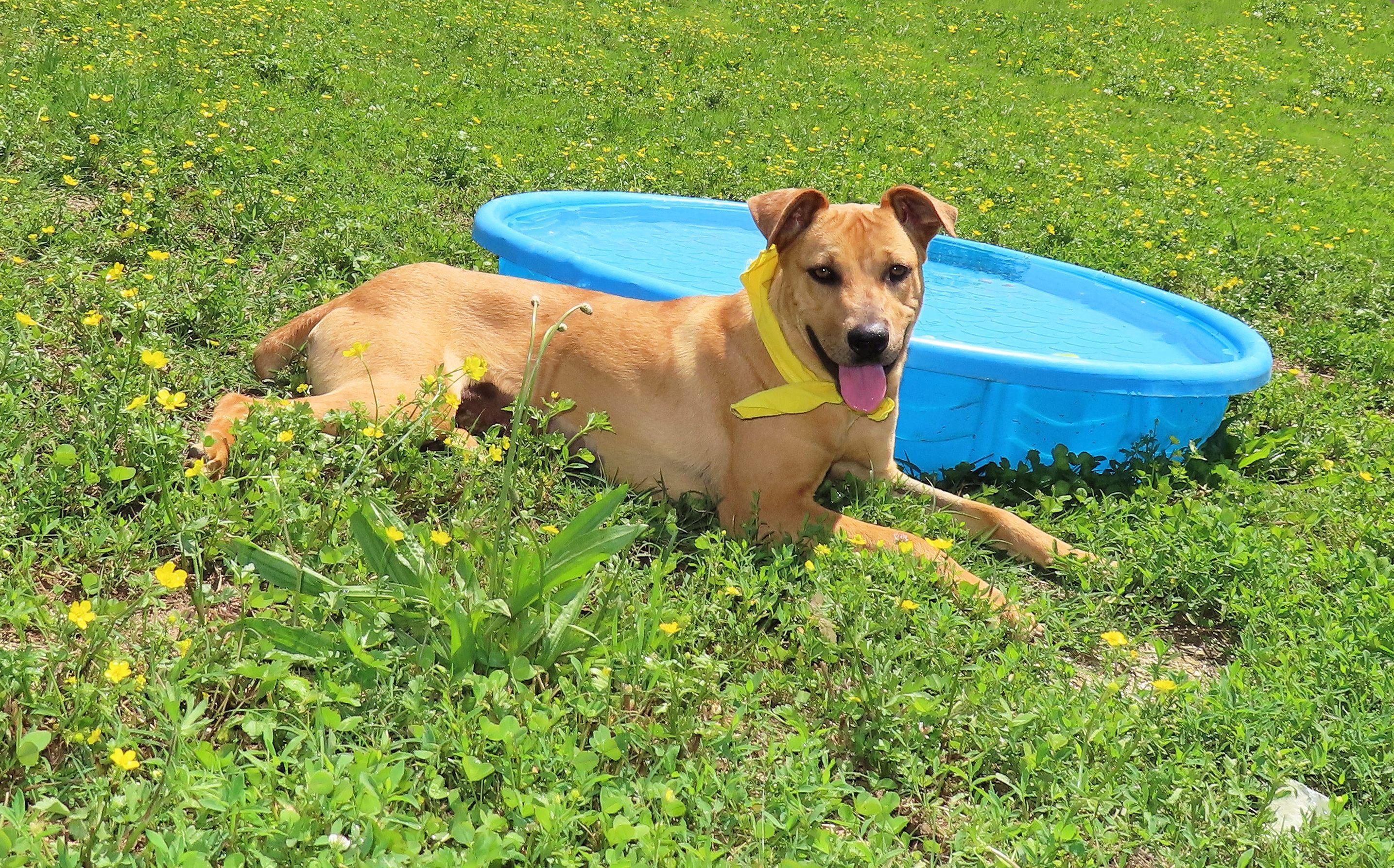 Kali, an adoptable Black Mouth Cur in St. Cloud, MN, 56301 | Photo Image 5