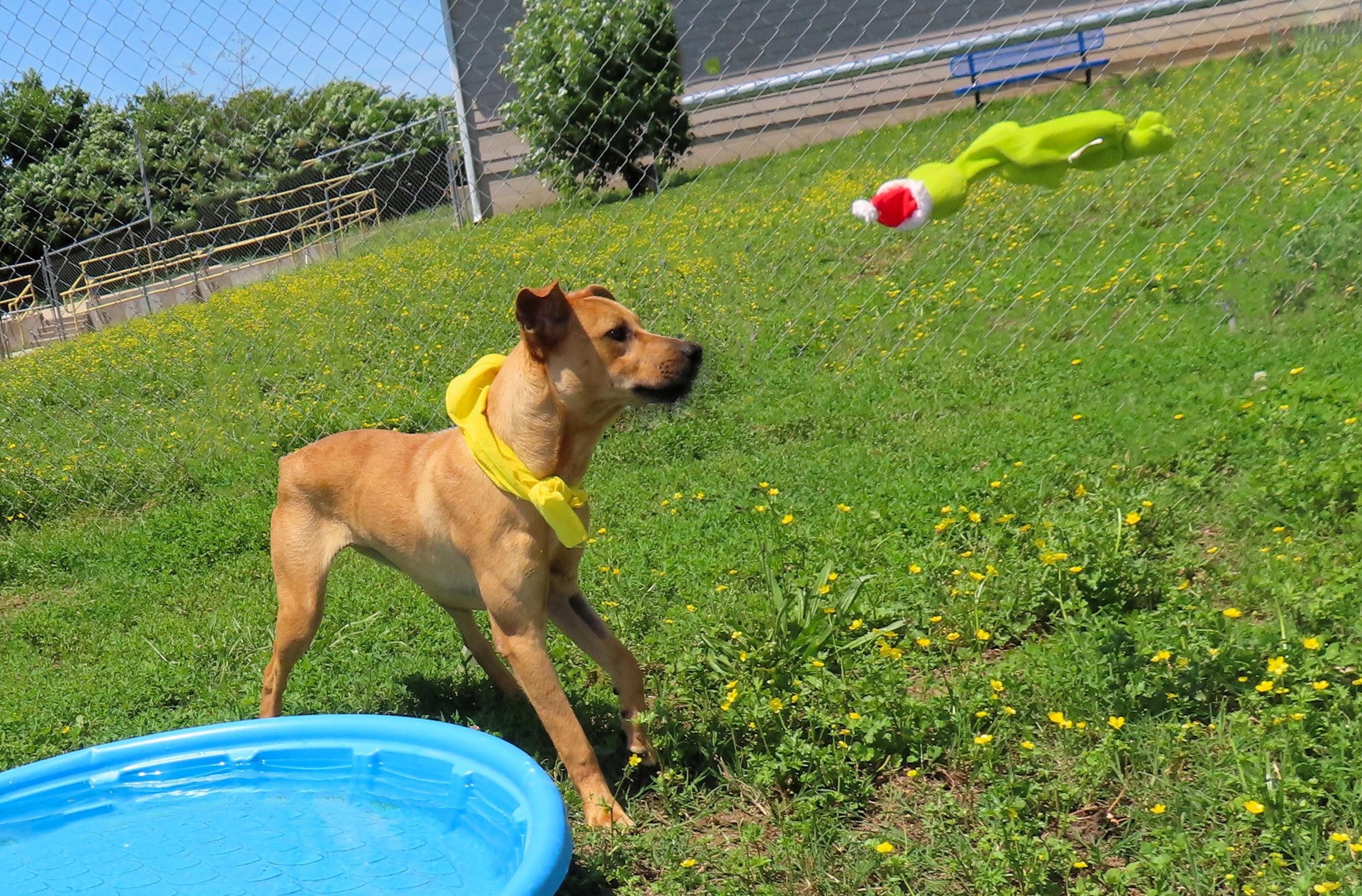 Kali, an adoptable Black Mouth Cur in St. Cloud, MN, 56301 | Photo Image 3