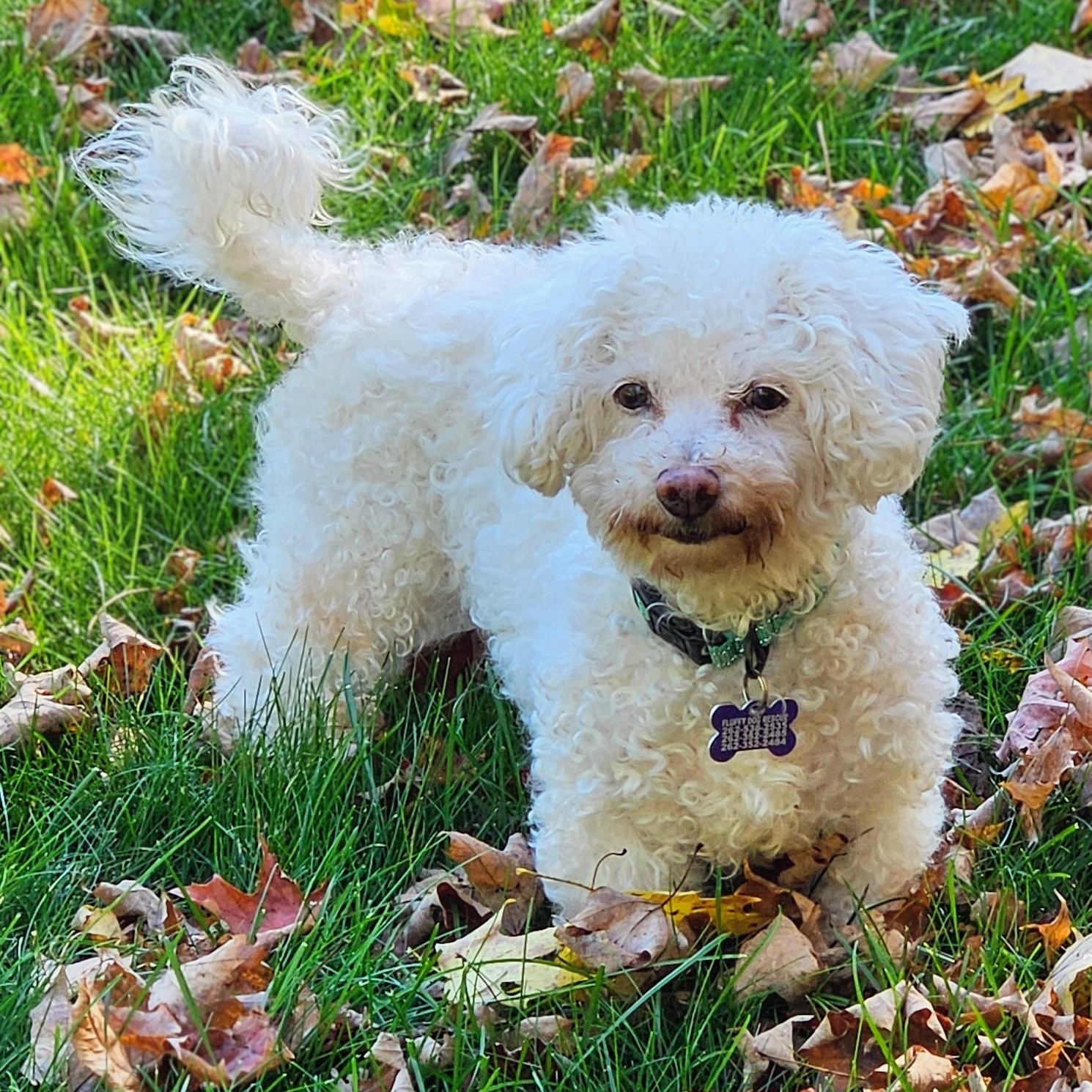 Sable - Home Visit in Process, Adoptable, Adult Female Bichon Frise.