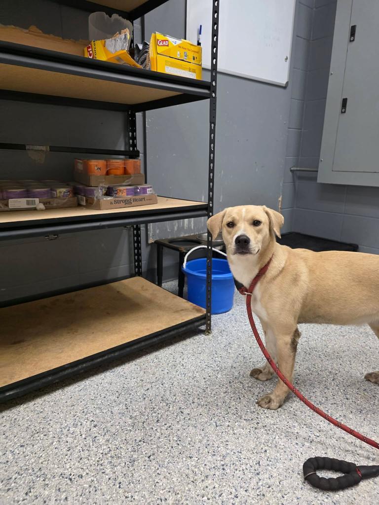 Enlarge Honey, a Adoptable mixed breed in Livingston, LA image 1/1