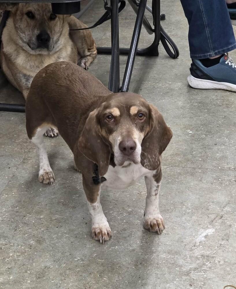 Enlarge Maggie, a Adoptable mixed breed in Peoria, IL image 1/6