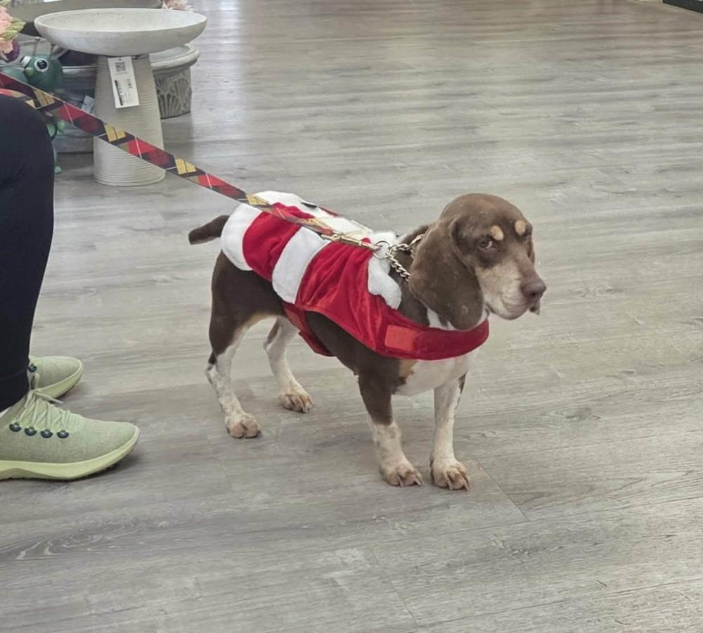 Maggie, Adoptable, Adult Female Beagle & Basset Hound.