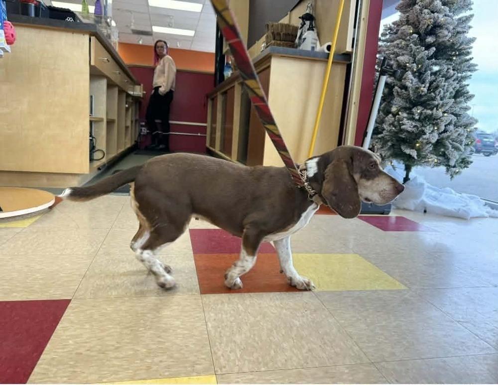 Enlarge Maggie, a Adoptable mixed breed in Peoria, IL image 3/6