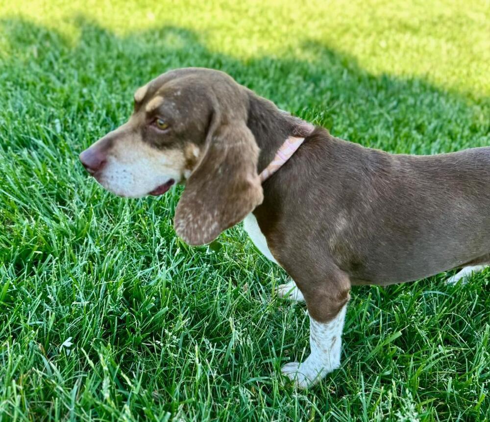 Enlarge Maggie, a Adoptable mixed breed in Peoria, IL image 2/6