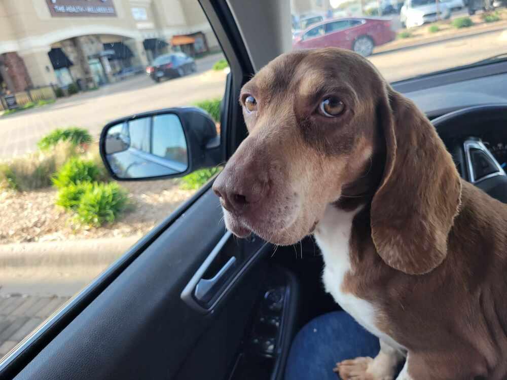 Enlarge Maggie, a Adoptable mixed breed in Peoria, IL image 3/6