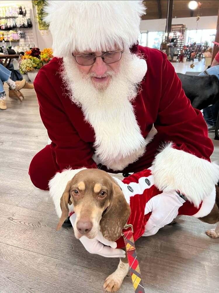 Enlarge Maggie, a Adoptable mixed breed in Peoria, IL image 4/6