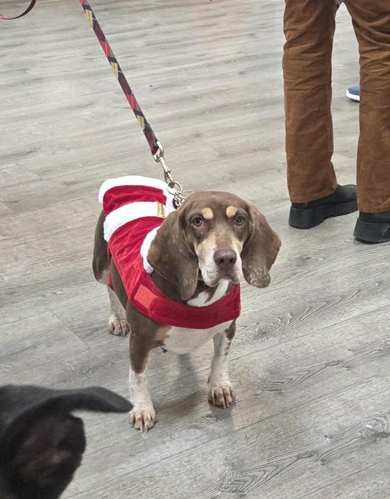 Enlarge Maggie, a Adoptable mixed breed in Peoria, IL image 6/6