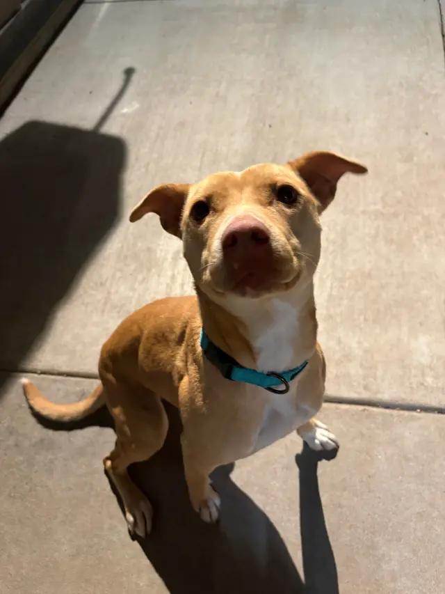 Aubrey, ADOPTABLE, Young Female American Bully.