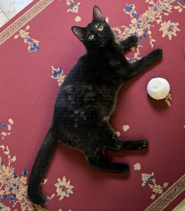 Harlee – Bewitching Bombay Beauty with a Dash of Tortie Mischief