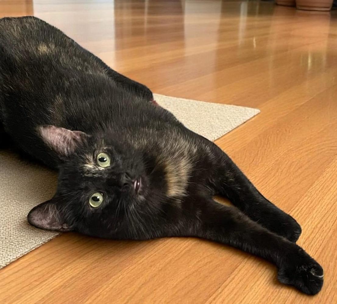 Harlee – Bewitching Bombay Beauty with a Dash of Tortie Mischief