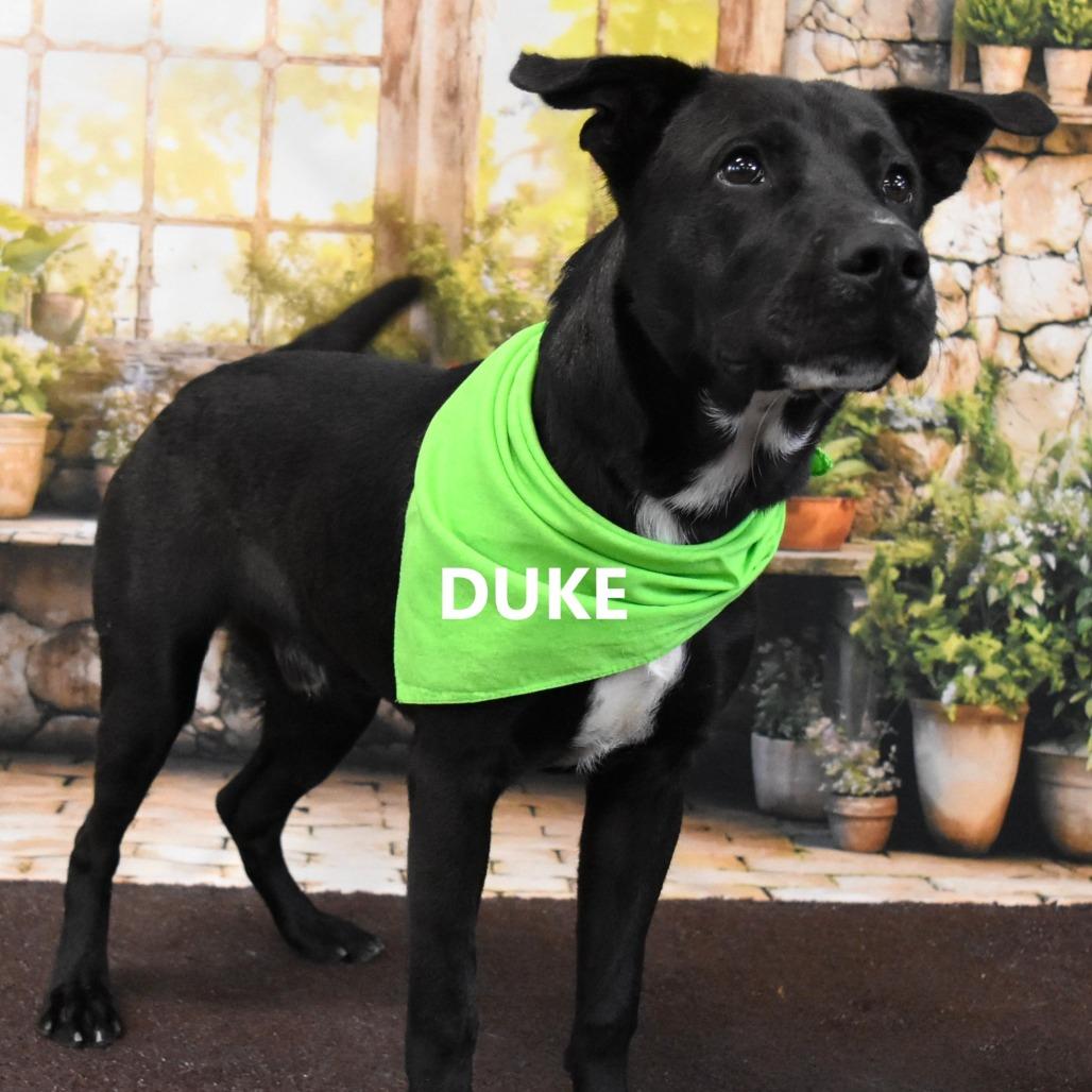 Duke, Adoptable, Adult Male Black Labrador Retriever.
