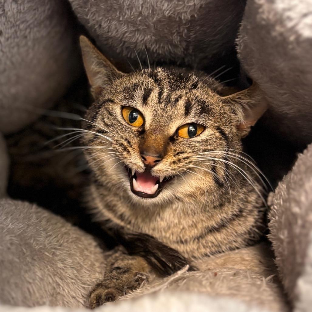 Enlarge Mozart, a Adoptable Domestic Short Hair in Nashville, IN image 2/2