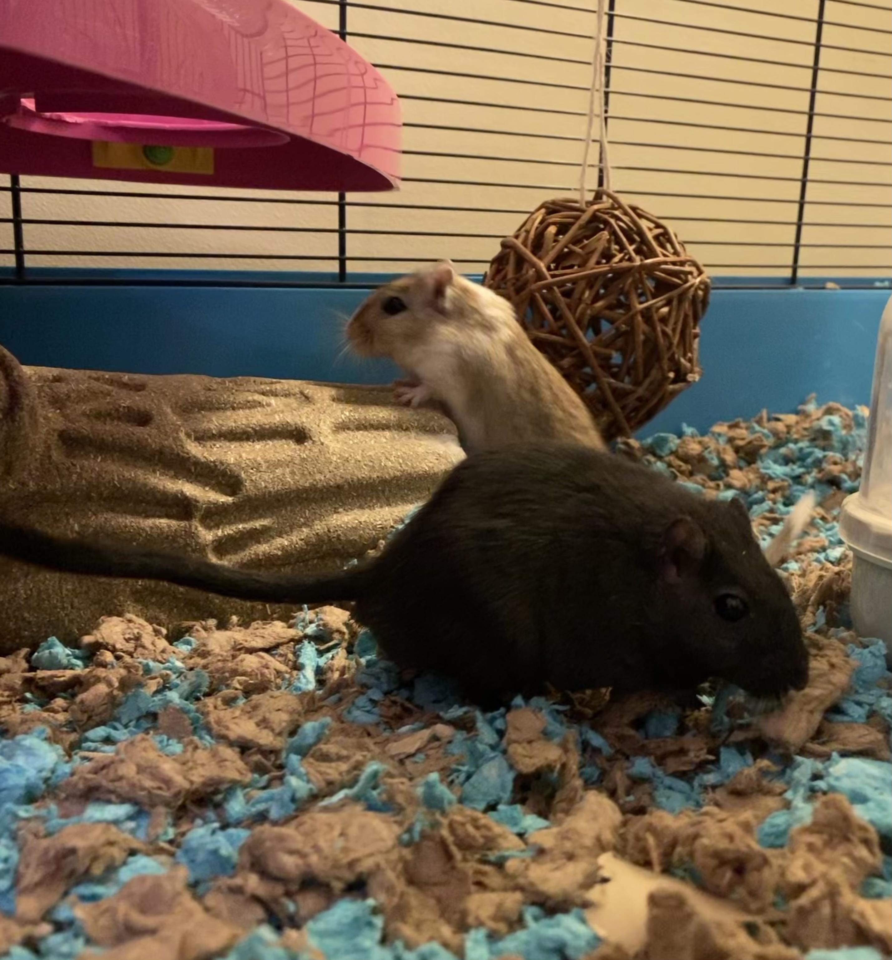 Thor and Loki, Adoptable, Adult Male Gerbil.