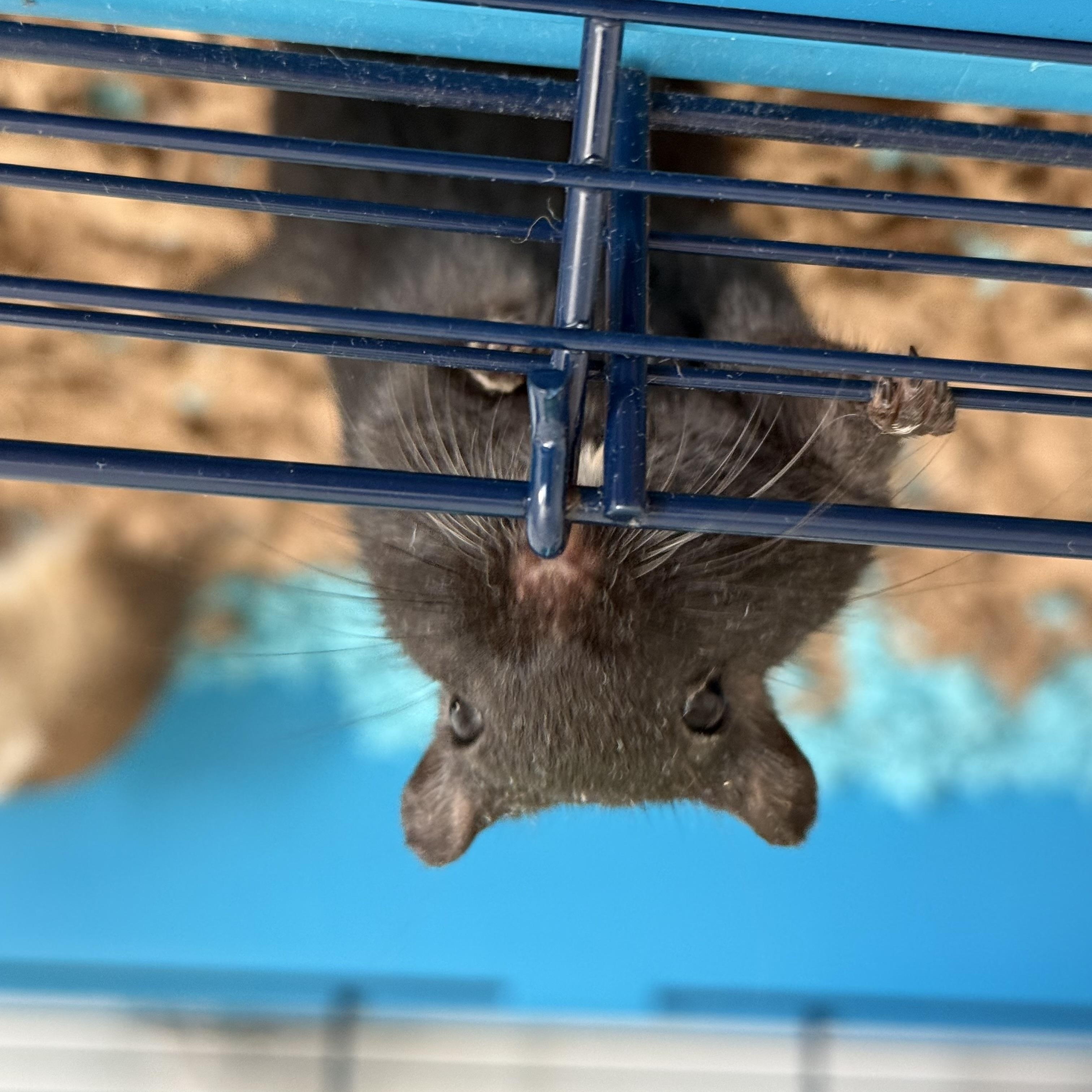 Thor and Loki, a Adoptable Gerbil in Stokesdale, NC image 2/3