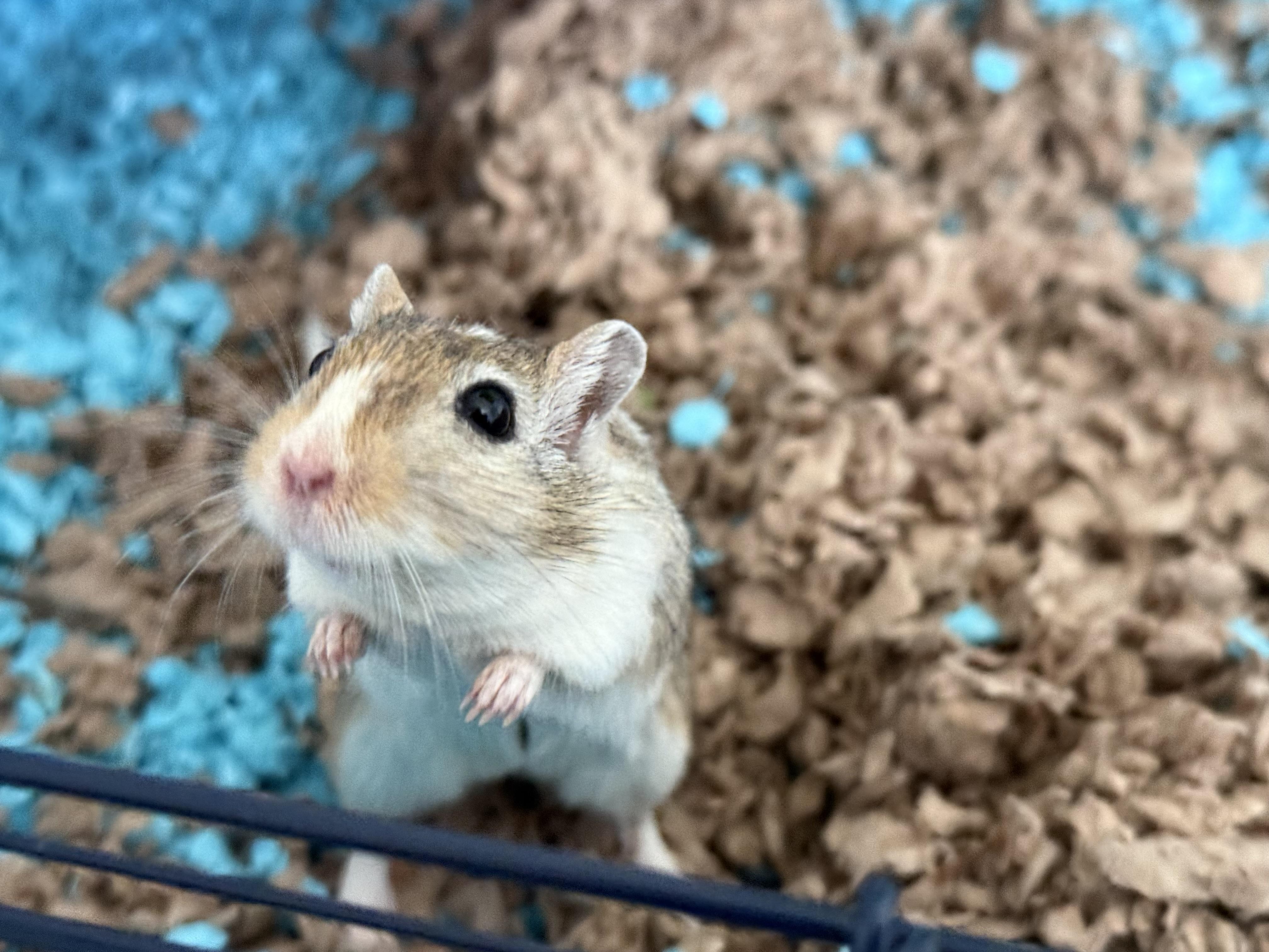 Thor and Loki, a Adoptable Gerbil in Stokesdale, NC image 3/3