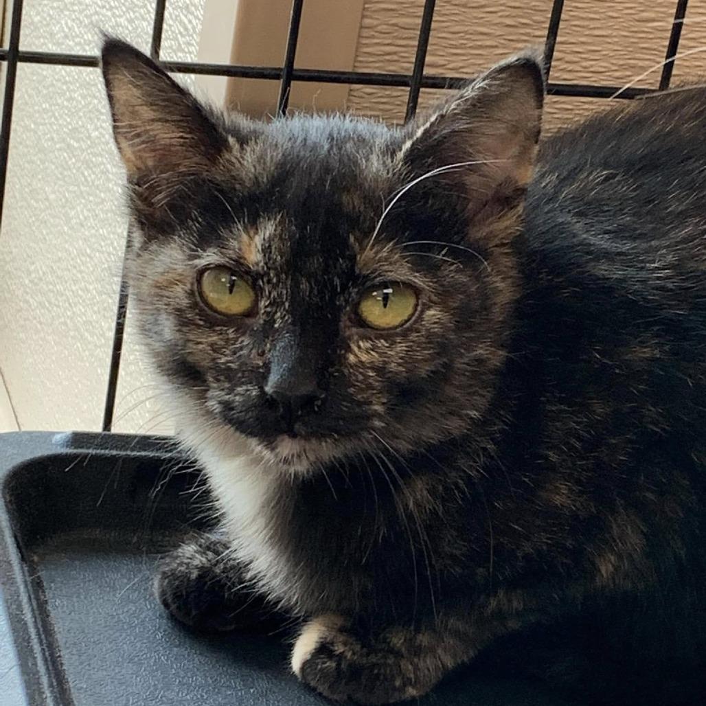 Omelet, Adoptable, Kitten Female Domestic Short Hair.