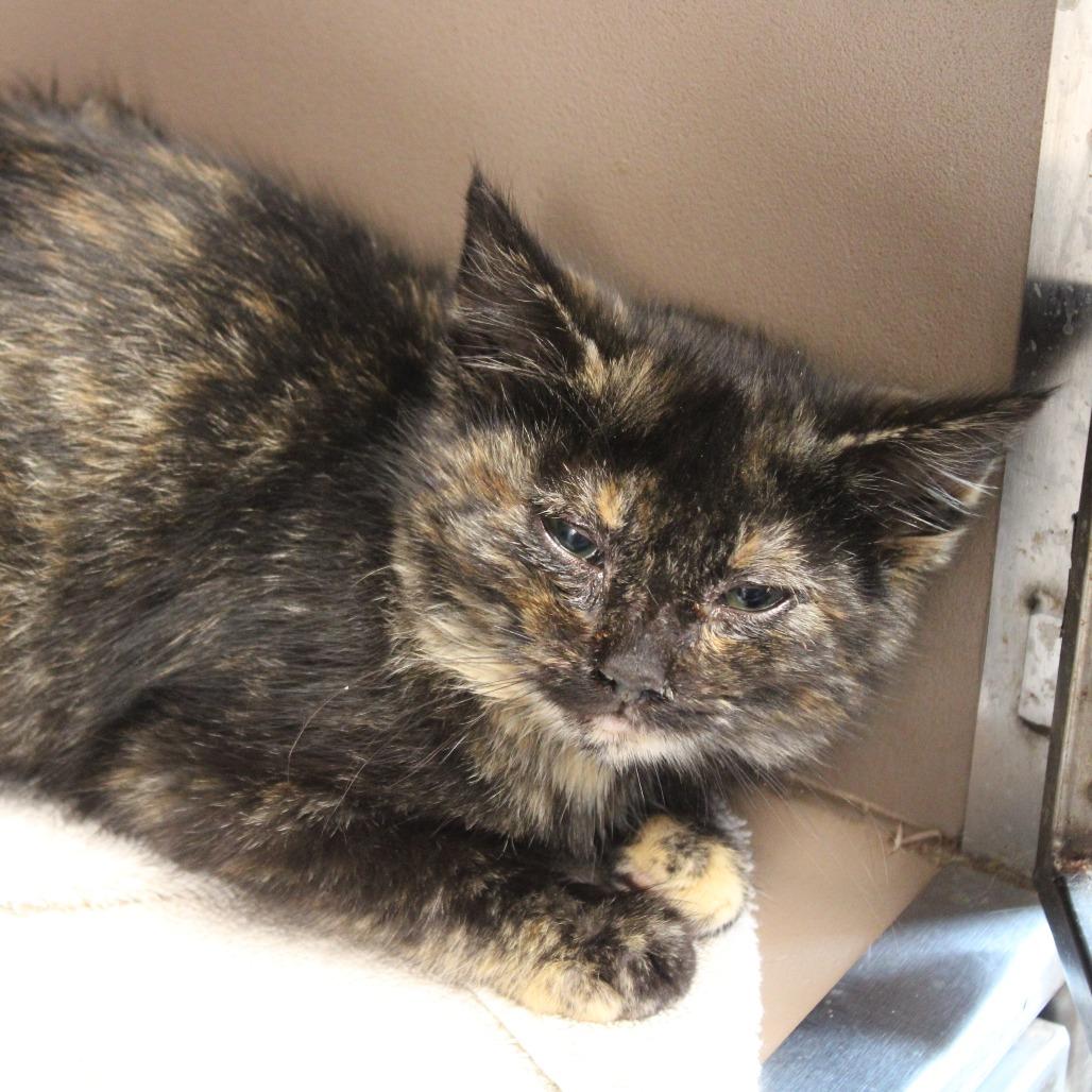 Enlarge Omelet, a Adoptable Domestic Short Hair in Cleveland, MS image 2/2