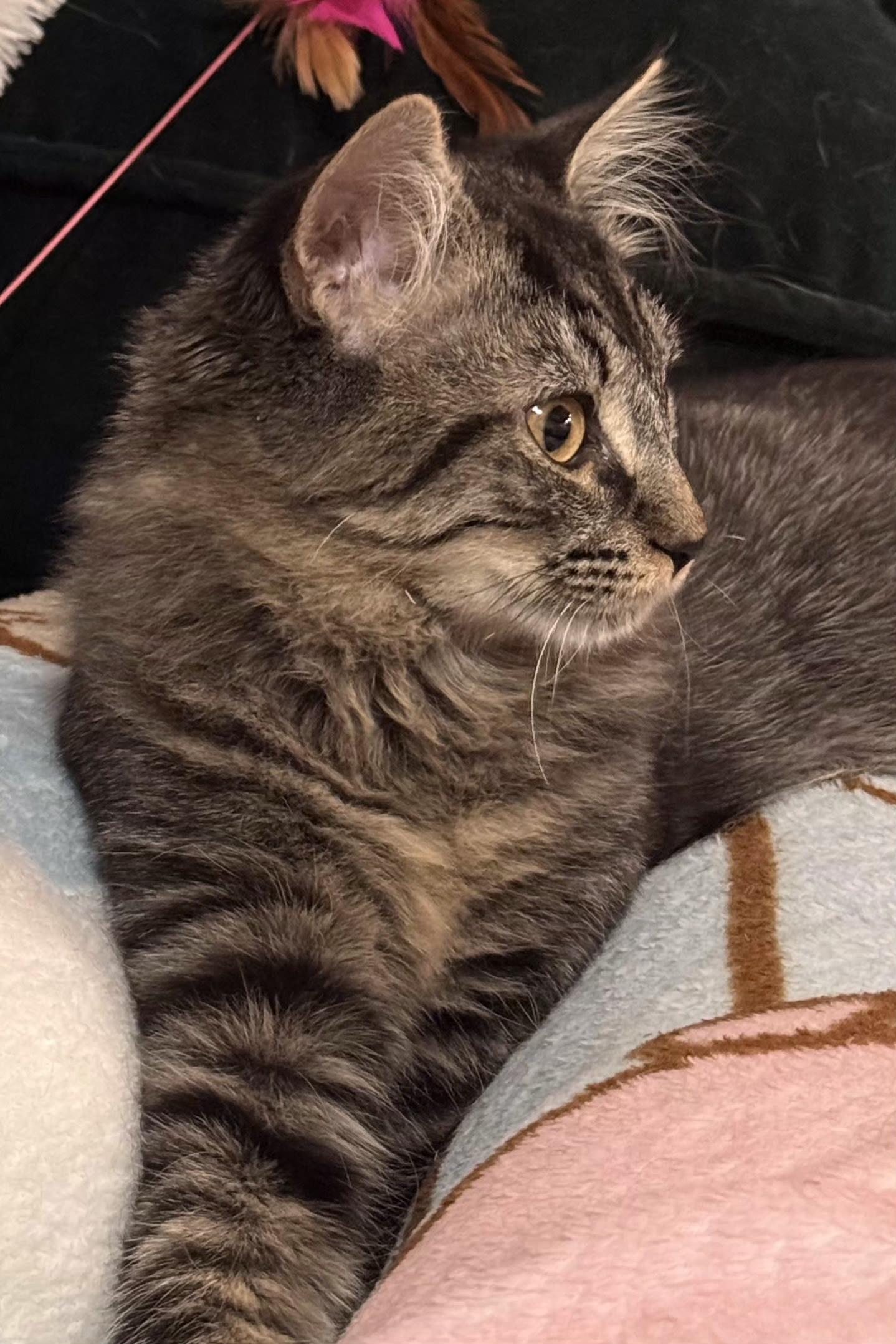 Enlarge Fez, an adoptable Domestic Long Hair in Greenville, NC image 1/4