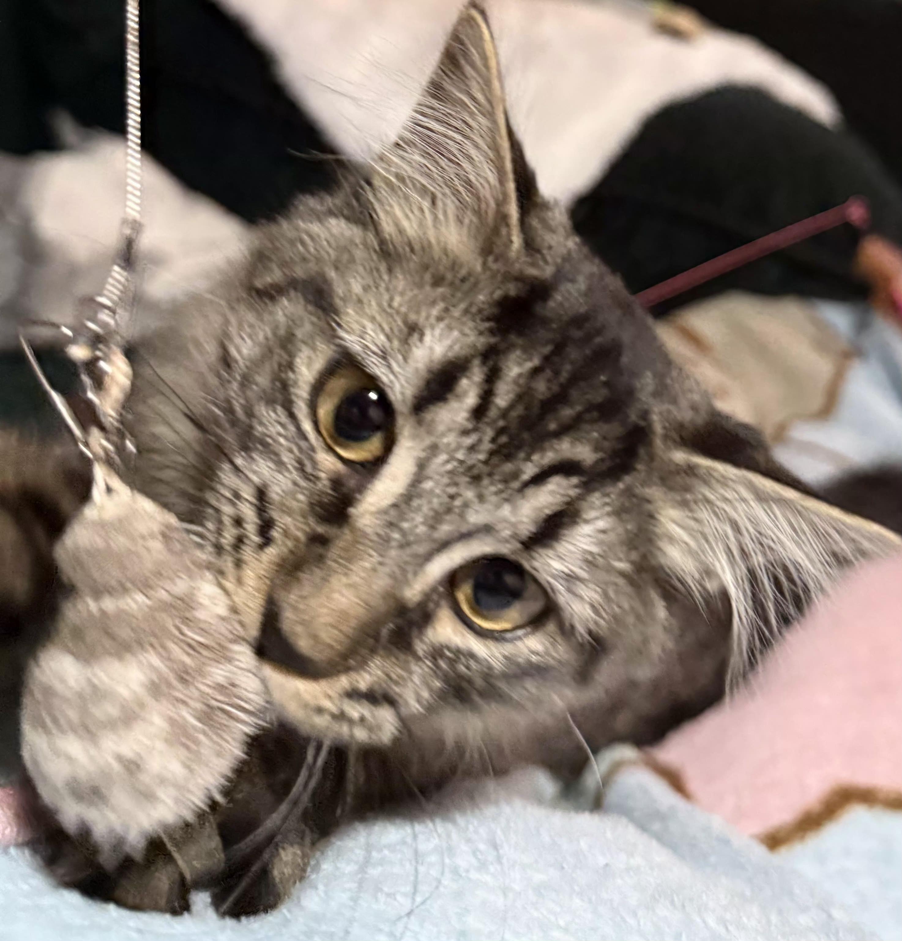 Enlarge Fez, an adoptable Domestic Long Hair in Greenville, NC image 2/4