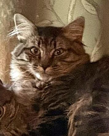 Enlarge Fez, a Adoptable Domestic Long Hair in Greenville, NC image 1/5