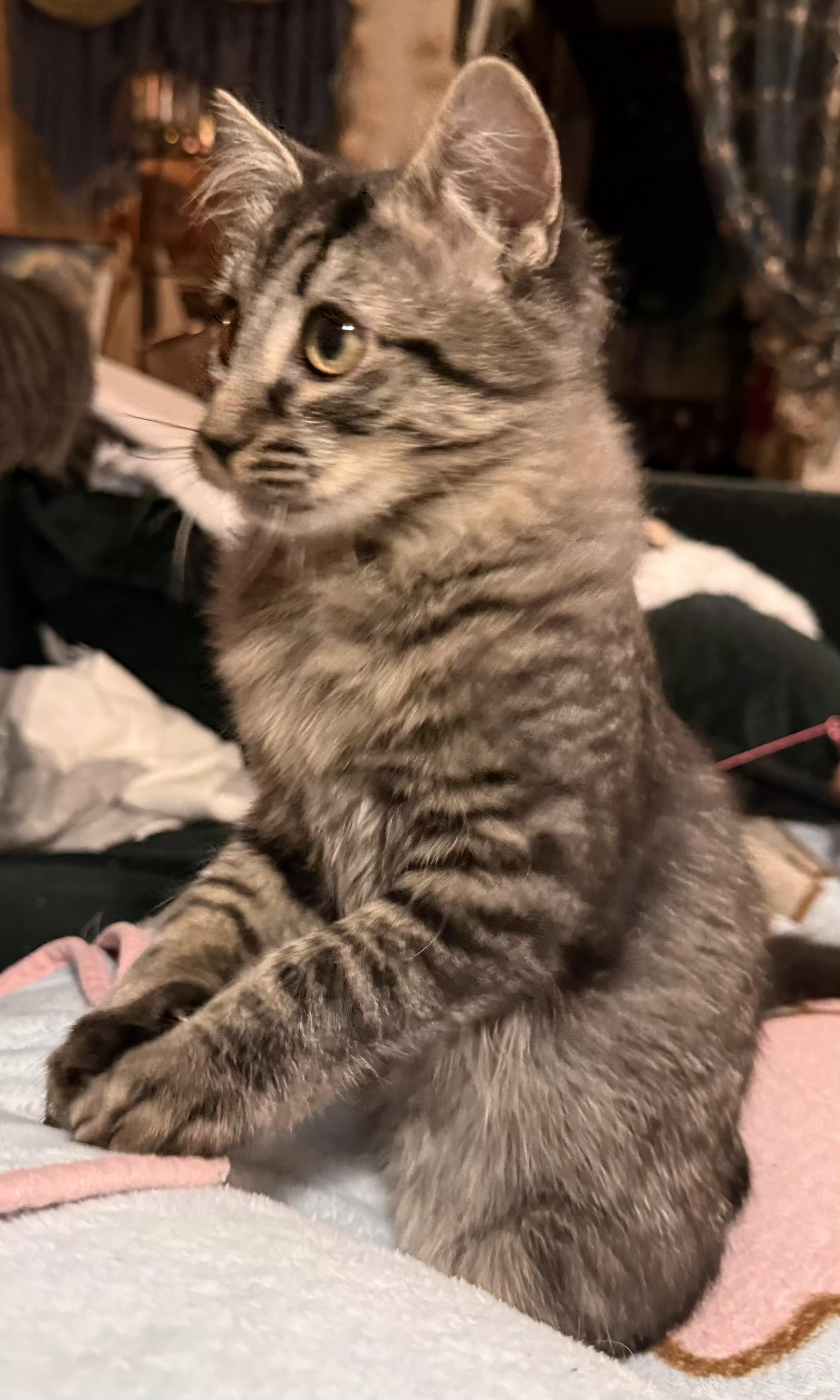 Enlarge Fez, an adoptable Domestic Long Hair in Greenville, NC image 3/4