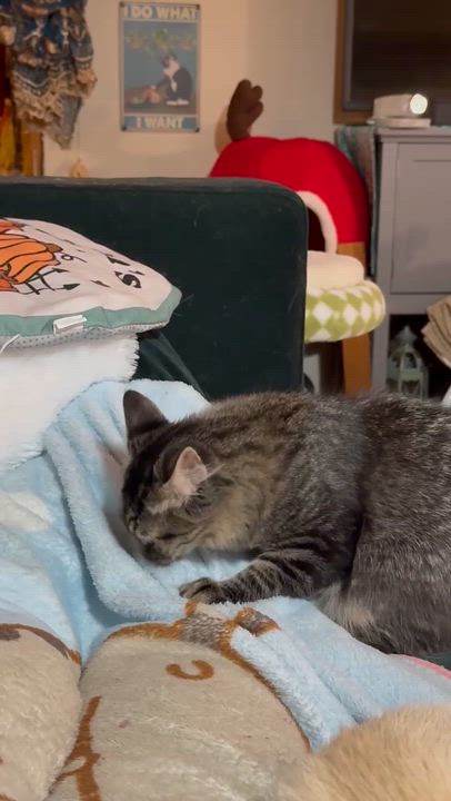 Enlarge Fez, an adoptable Domestic Long Hair in Greenville, NC video 4/4