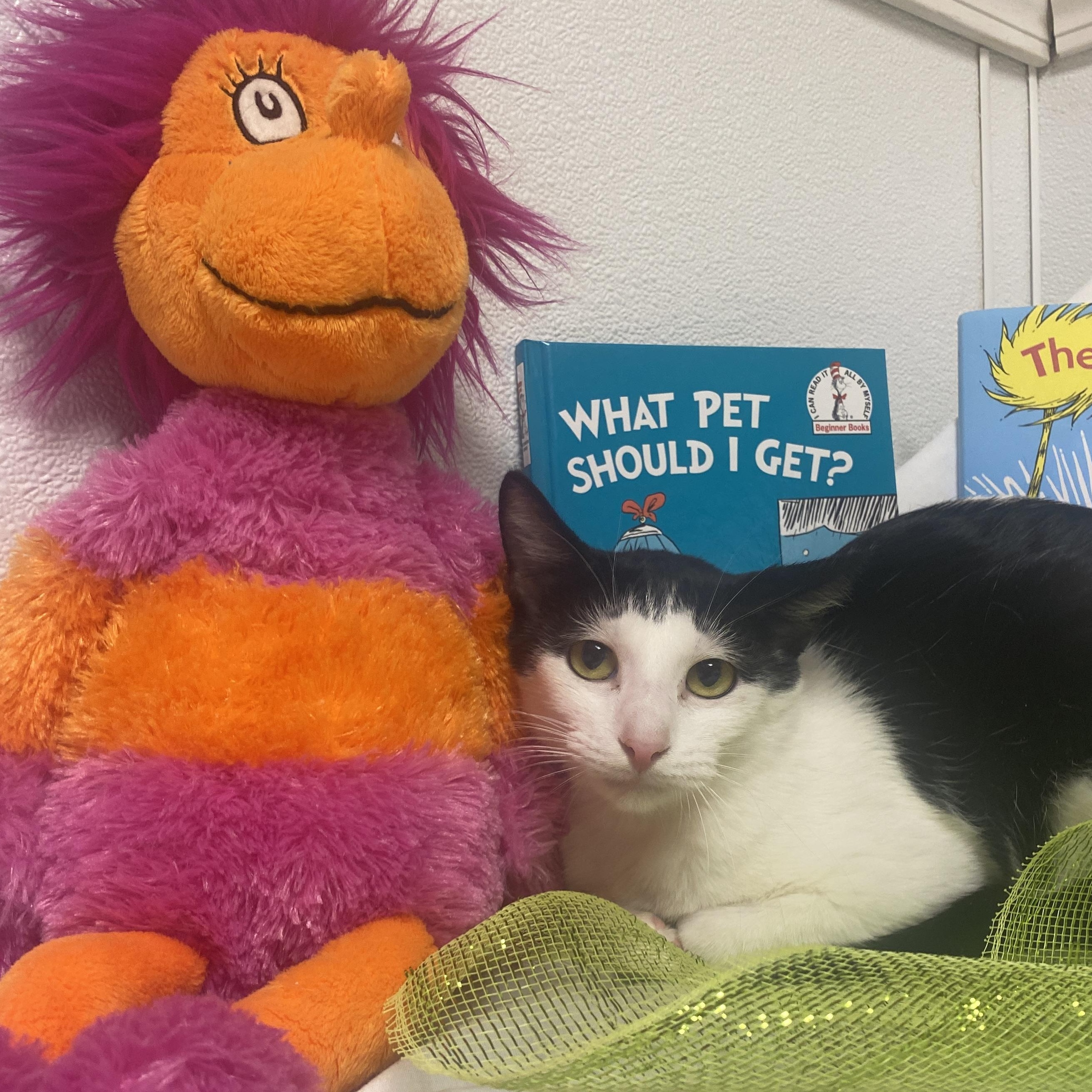 Sweetie, Adoptable, Adult Female Domestic Short Hair.