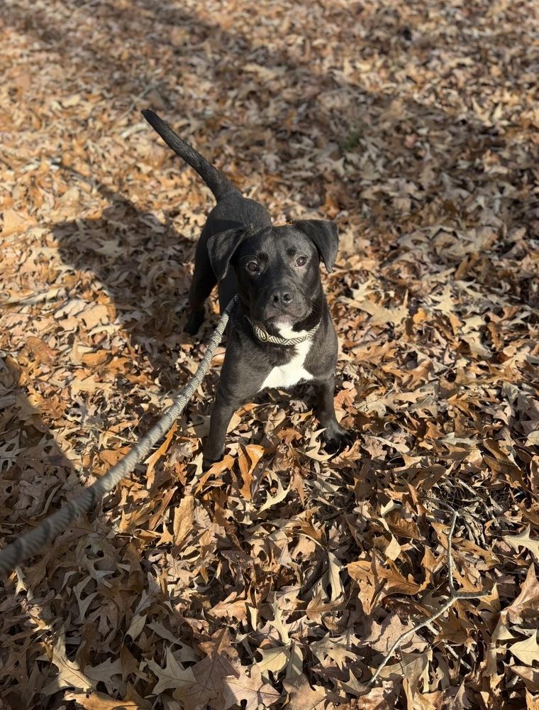 Enlarge Sanders, a Adoptable mixed breed in Boston, MA image 1/6