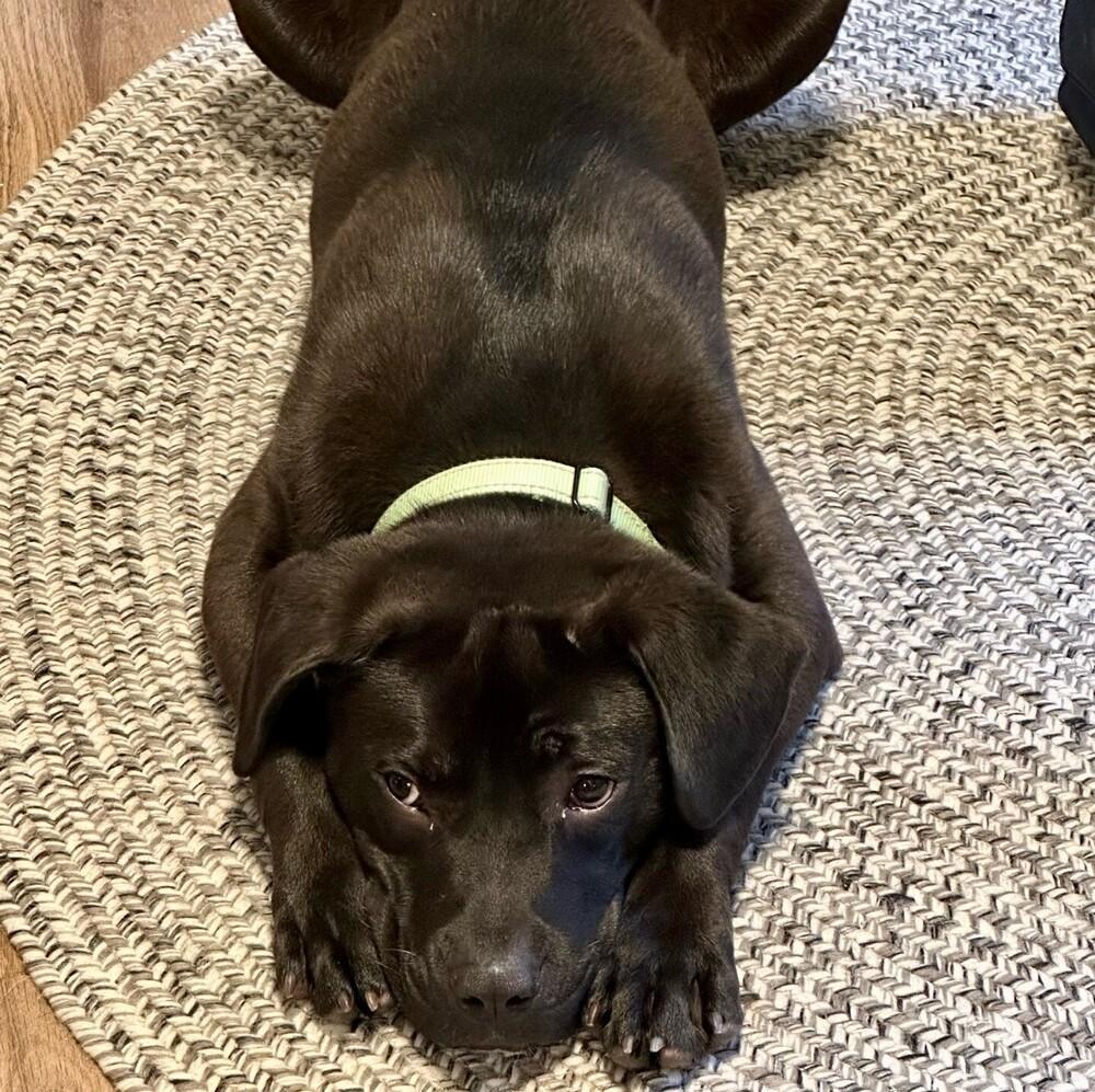 Enlarge Sanders, a Adoptable mixed breed in Boston, MA image 2/6