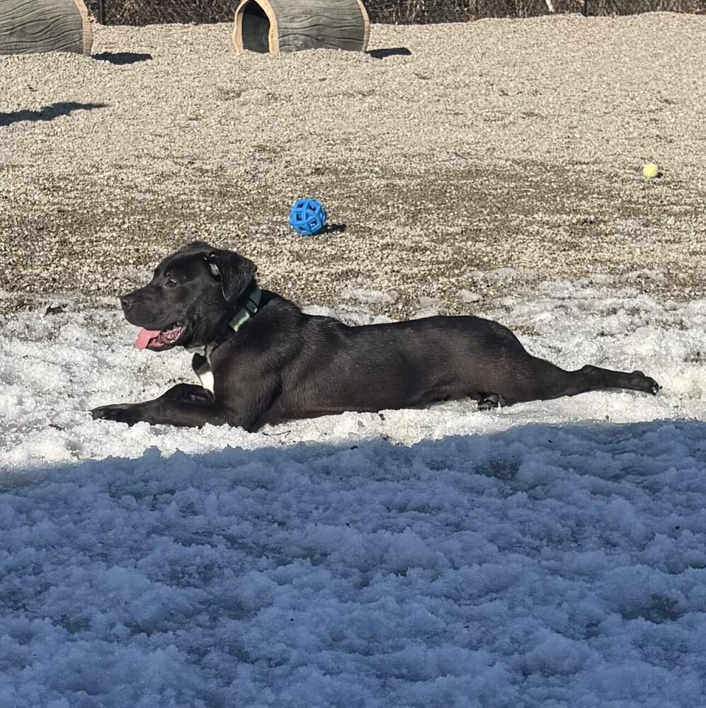 Enlarge Sanders, a Adoptable mixed breed in Boston, MA image 3/6